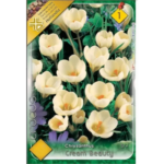 Crocus Cream Beauty (10buc)