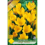 Crocus vernus Large Yellow (8buc)