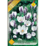 Crocus Prince Claus (10buc)