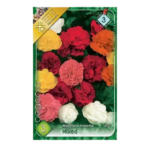 Begonia multiflora maxima mixed (3buc)