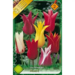 Lalele/ Tulipa lily flowered mixed (10buc)
