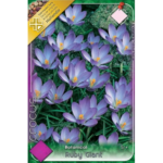 Crocus Ruby Giant (10buc)