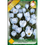 Crocus Blue Pearl (10 buc)