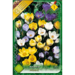 Crocus Botanical mixed (10buc)