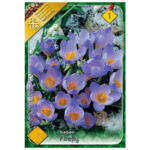 Crocus sieberi Firefly (10buc)