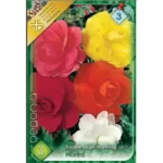 Begonia double large flowering mix