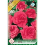 Begonia double large flowering pink