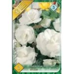 Begonia double large flowering white