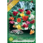 Begonia pendula mixed