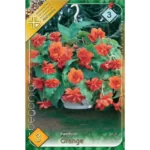 Begonia pendula orange