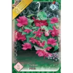 Begonia pendula pink