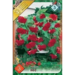 Begonia pendula red