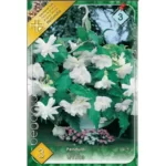 Begonia pendula white