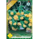 Begonia pendula yellow