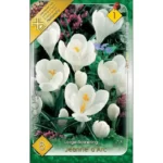 Crocus  Jeanne D'arc (10 buc)