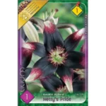 Lilium Asiatic Netty’s Pride