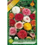 Ranunculus Asiaticus mixed