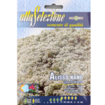 Alyssum Pitic Covor De Zapada
