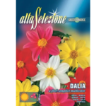Dalia Cu Flori Simple Multicolore