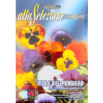 Panselute cu Flori Mari Multicolor