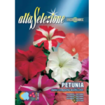Petunia Pitica  Compacta Multicolor