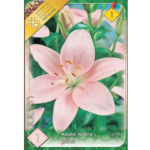 Lilium Asiatic pink
