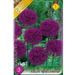 Allium aflatunense
