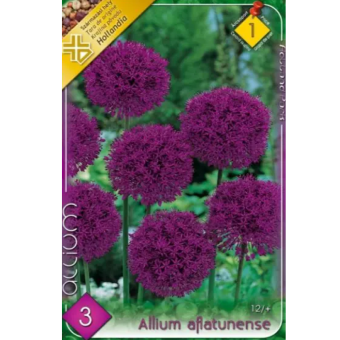 Allium aflatunense