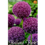 Allium