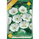 Anemone de Caen Bride