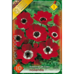 Anemone de Caen Hollandia