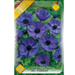 Anemone de Caen