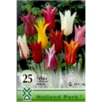 Lalele/ Tulipa lily flowered mixed (25 buc)