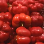 Seminte ardei gogosar Gogomax F1