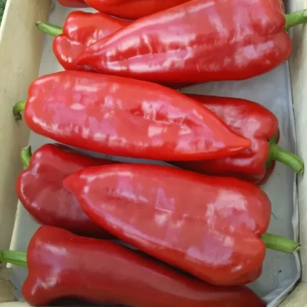 Seminte ardei kapia Kaptur F1