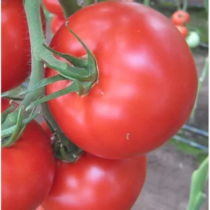 Seminte rosii Kiveli F1