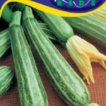 Cukkini Striato D'italia