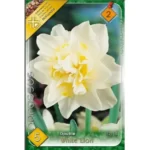 Narcise/ Narcissus White Lion (5buc)