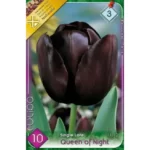 Lalele/ Tulipa single late Queen of Night (10buc)