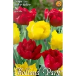 Lalele/ Tulipa duo double Red&Yellow (10buc)