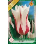 Lalele/ Tulipa lily flowered Marylin (10buc)