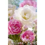 Lalele/ Tulipa duo double Pink&White (10buc)