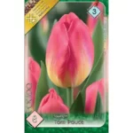 Lalele/ Tulipa triumph Tom Pouce (8buc)