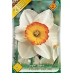 Narcise/ Narcissus Large Cupped Flower Record (5buc)