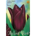 Lalele/ Tulipa triumph Havran (8buc)