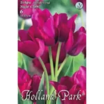 Lalele/ Tulipa multiflowered Night Club (6buc)