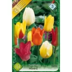 Lalele/ Tulipa fosteriana mixed (10buc)