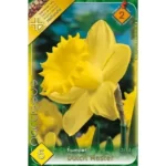 Narcise/ Narcissus Dutch Master  (5buc)