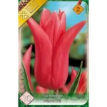 Lalele/ Tulipa lily flowered Mariette  (10buc)