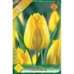 Lalele/ Tulipa triumph Yokohama (10buc)